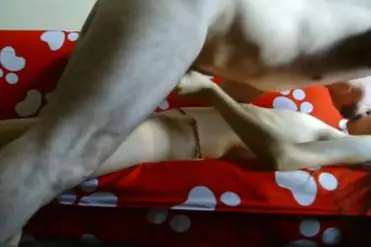 Live ABG Bispak Hotel VIP Skandal Streaming